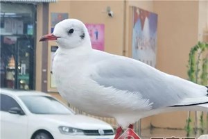 ແຂວງຢູນານ ວາງແຜນກໍານົດເສັ້ນທາງສໍາຄັນ 10 ສາຍໃຫ້ແກ່ນົກອົບພະຍົບ