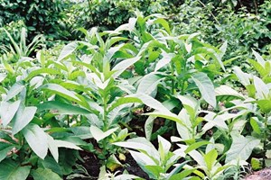 ບໍ່ສູບຢາບໍ່ເສຍເງິນບໍ່ເສຍສຸຂະພາບ