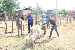 ຝຶກອົບຮົມຄວາມຮູ້ໃຫ້ສັດຕະວະແພດບ້ານຄໍາປ່າແໜໃນການສັກຢາປ້ອງກັນພະຍາດສັດລ້ຽງ