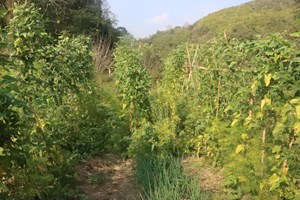 ເຈົ້າແຂວງຜົ້ງສາລີ ລົງຊຸກຍູ້ການເຮັດນາແຊງ-ນາວ່ານຢູ່ເມືອງໃໝ່.