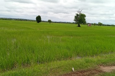 ຄໍາມ່ວນ ປັກດໍາເຂົ້ານາແຊງສໍາເລັດ 12,540 ເຮັກຕາ