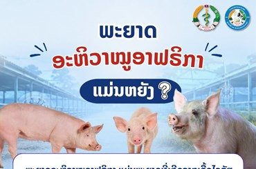 ພ້ອມກັນເພີ່ມທະວີເຝົ້າລະວັງ ສະກັດກັ້ນ ພະຍາດອະຫິວາໝູອາຟຣິກກາ