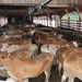 ພິທີມອບ ງົວພໍ່ພັນ-ແມ່ພັນ 100 ໂຕ ໃຫ້ປະຊາຊົນບັນດາເຜົ່າ ຢູ່ເຂດຫ່າງໄກຊອກຫຼິກ