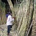 ອິນໂດເນເຊຍ ມີເປົ້າໝາຍປູກອ້ອຍໃໝ່ໃຫ້ສຳເລັດພາຍໃນ 2 ປີ