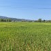 ຄໍາມ່ວນ ປູກເຂົ້ານາປີໄດ້ທັງໝົດ 91,472 ເຮັກຕາ