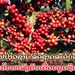 ກາເຟປ່າວຊ່ານ ລົດຊາດລະດັບໂລກ ເປັນພະລັງຂັບເຄື່ອນຊຸມຊົນ
