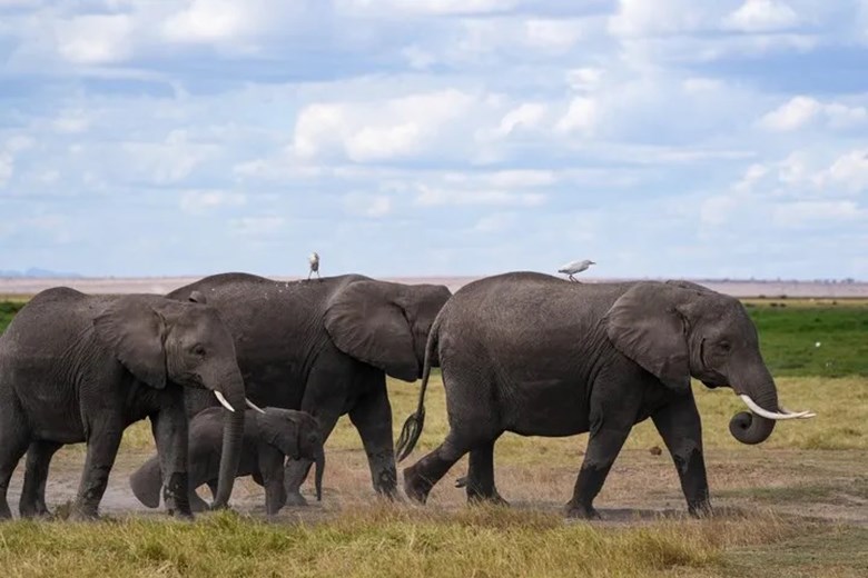 ຜົນການສຶກສາພົບວ່າ ມະນຸດເຄື່ອນໄຫວຫຼາຍກວ່າສັດປ່າເຖິງ 40 ເທົ່າ