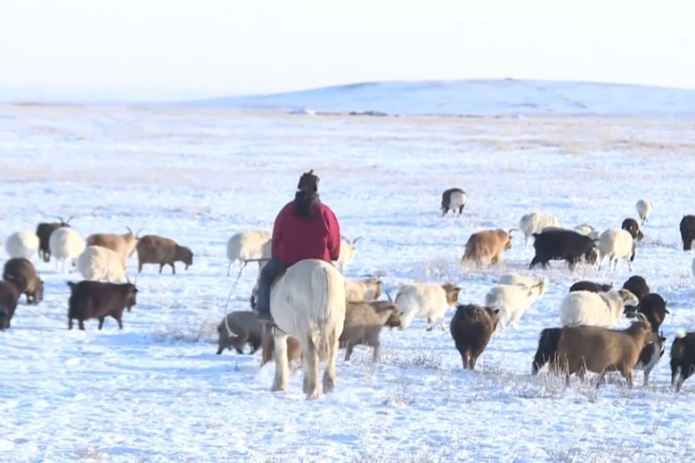 ສະພາບອາກາດໜາວເຢັນໃນມົງໂກລີ ເຮັດໃຫ້ສັດລ້ຽງຫຼາຍກວ່າ 26,000 ໂຕເສຍຊີວິດ