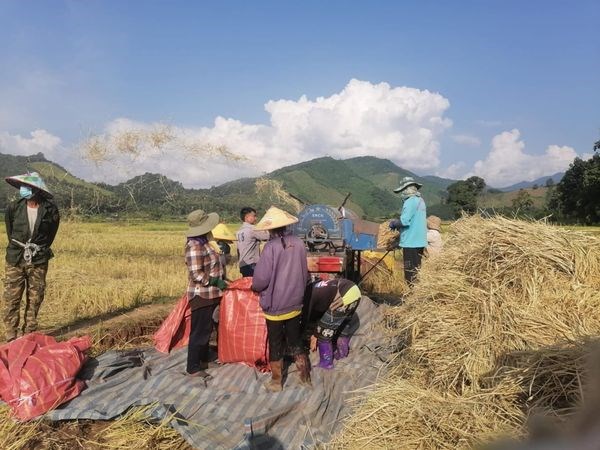 ເມືອງແບງ ຂຸ້ນຂ້ຽວເກັບກ່ຽວເຂົ້ານາປີ ປະເພດເຂົ້າດໍ