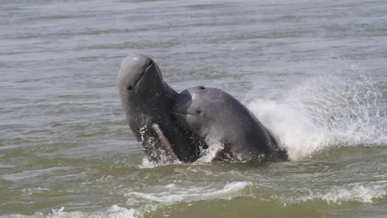 ກຳປູເຈຍພົບລູກປາໂຣມາອິຣະວະດີເກີດໃໝ່ 9 ໂຕ