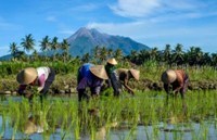 ອິນ​ໂດ​ເນ​ເຊຍ​ຄາດ​ວ່າ​ການ​ຜະລິດ​ເຂົ້າ​ຈະ​ເພີ່ມ​ຂຶ້ນ 11.17% ​ໃນ​ເຄິ່ງ​ທຳ​ອິດ​ຂອງ​ປີ 2025