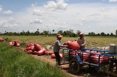 ກຳປູເຈຍ ສົ່ງອອກເຂົ້າສານ 4 ເດືອນຕົ້ນປີ ສ້າງລາຍຮັບໄດ້ 209 ລ້ານໂດລາ