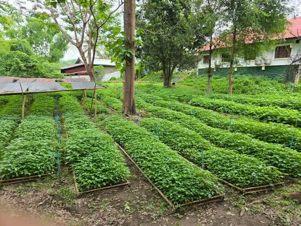 ວັນປູກຕົ້ນໄມ້ປີນີ້ ແຂວງຫຼວງພະບາງ ຈະປູກຕົ້ນໄມ້ໃນເນື້ອທີ່ທັງໝົດ 200 ກວ່າເຮັກຕາ