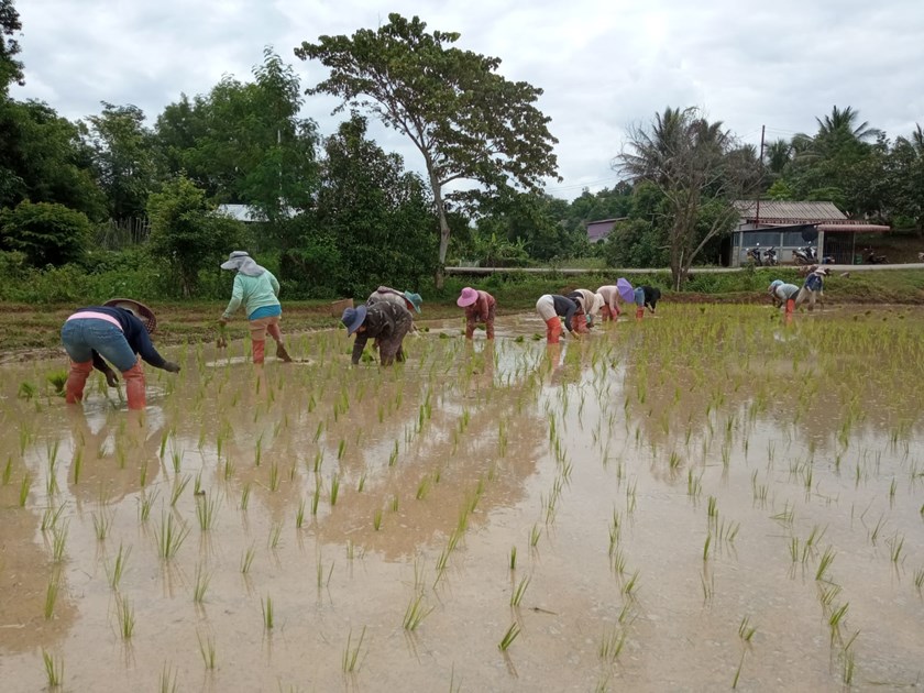 ຊາວກະສິກອນເມືອງເງິນປູກພຶດລະດູຝົນໃນເນື້ອທີ່ 11,656 ກວ່າເຮັກຕາ