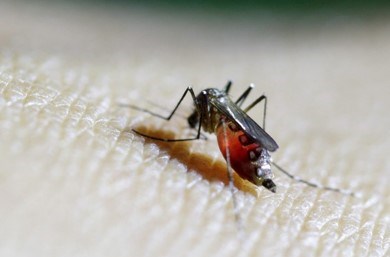 WHO ​ເຕືອນ ​ໄວ​ຣັດ Chikungunya ​ມີ​ຄວາ​ມ​ສ່ຽງແຜ່​ລາມລະ​ດັບ​ສູງ