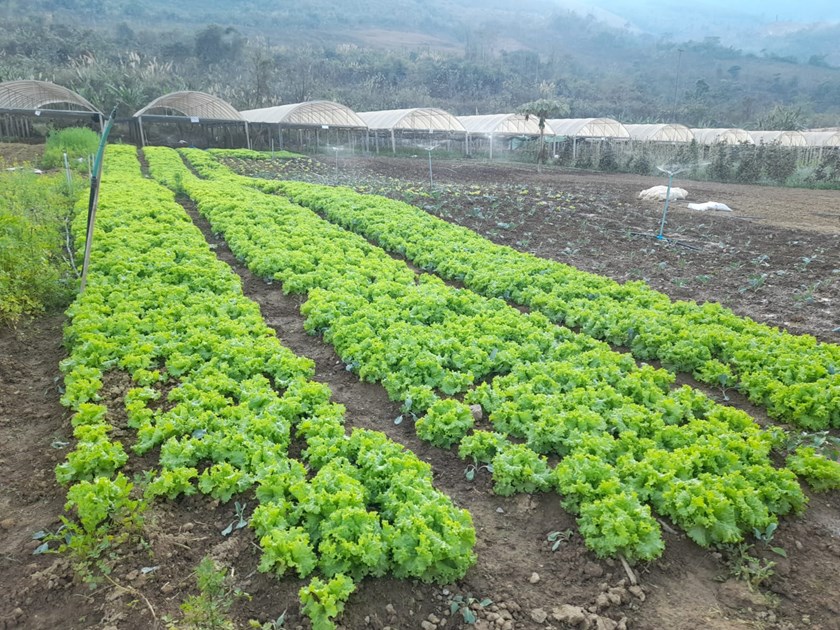 ຍ້ອນຖືເອົາກະສິກໍາອິນຊີເປັນຫຼັກລາຍຮັບປະຊາຊົນບ້ານທ່າຊ້າງຈຶ່ງໝັ້ນຄົງ
