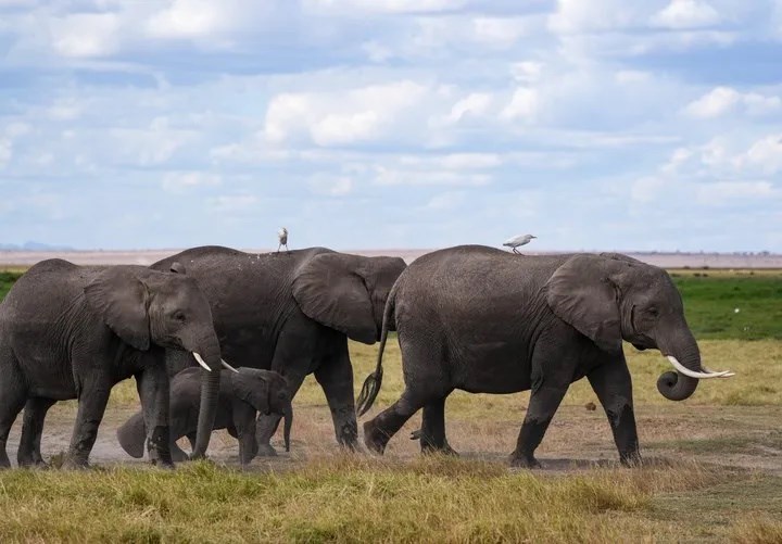 ຜົນການສຶກສາພົບວ່າ ມະນຸດເຄື່ອນໄຫວຫຼາຍກວ່າສັດປ່າເຖິງ 40 ເທົ່າ