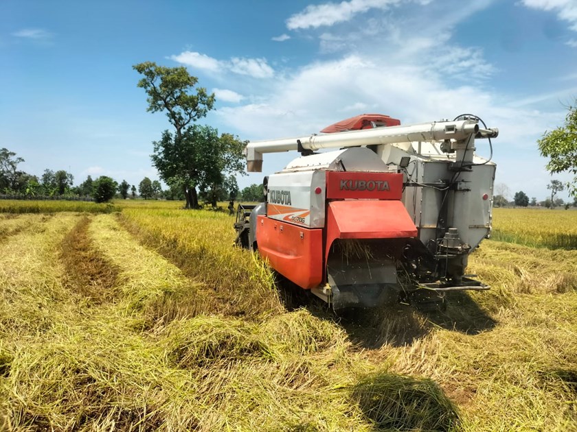 ຄໍາມ່ວນເກັບກ່ຽວເຂົ້ານາປີສໍາເລັດ 100%