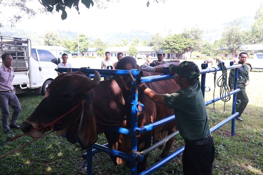 2026 ແກ່ນທ້າວຈະສັກຢາປ້ອງກັນພະຍາດສັດໃຫ້ໄດ້ 165,000 ກວ່າໂຕ