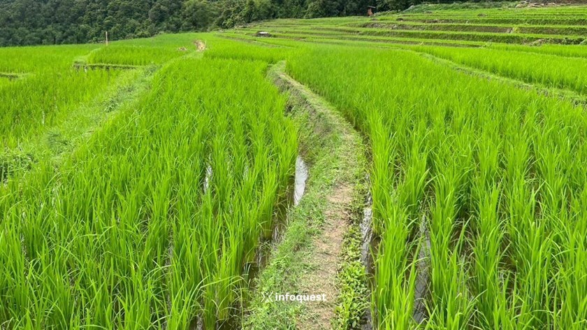 ມຽນມາ ສົ່ງອອກເຂົ້າຫຼາຍກວ່າ 2.1 ລ້ານໂຕນ ໃນ 9 ເດືອນທຳອິດຂອງປີງົບປະມານ 2025-2026