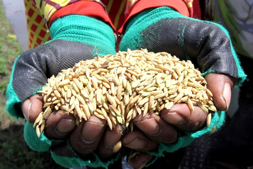 ປີ 2026 ອິນໂດເນເຊຍ ຈະຈັດຕັ້ງປະຕິບັດນະໂຍບາຍເຂົ້າລາຄາດຽວ