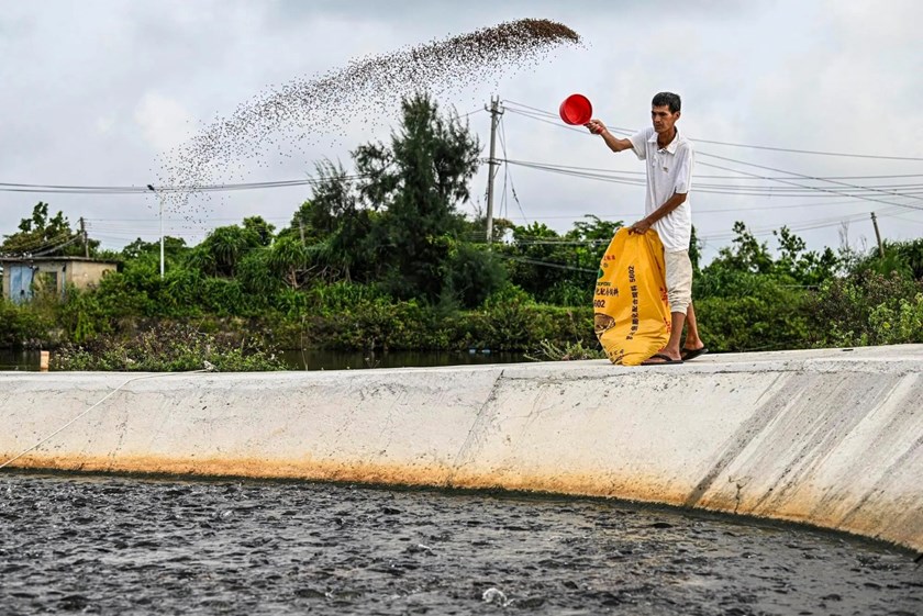 ນັກຄົ້ນຄວ້າພັດທະນາ AI ຟັງສຽງຂອງປາທີ່ຫິວ