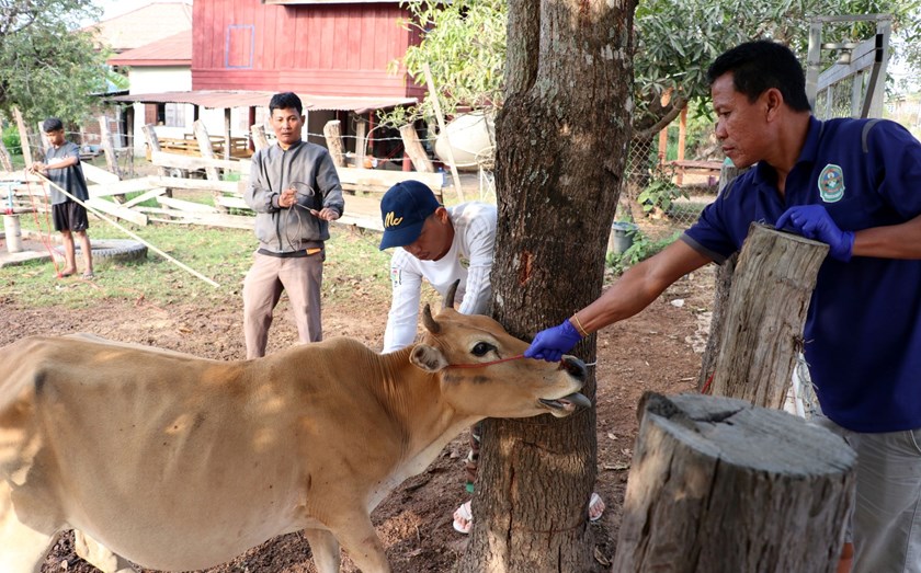 ເມືອງໂຂງ ເລັ່ງສະກັດກັ້ນການລະບາດຂອງພະຍາດປາກເປື່ອຍລົງເລັບ ໃນງົວ