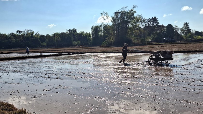 ຄໍາມ່ວນ ປູກເຂົ້ານາແຊງໄດ້ແລ້ວ 9,503 ເຮັກຕາ