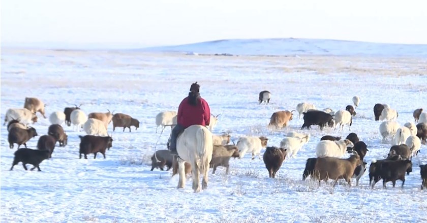 ສະພາບອາກາດໜາວເຢັນໃນມົງໂກລີ ເຮັດໃຫ້ສັດລ້ຽງຫຼາຍກວ່າ 26,000 ໂຕເສຍຊີວິດ