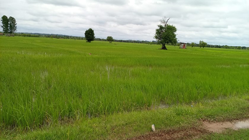 ຄໍາມ່ວນ ປັກດໍາເຂົ້ານາແຊງສໍາເລັດ 12,540 ເຮັກຕາ