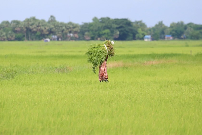ມຽນມາ ຕັ້ງເປົ້າໝາຍສົ່ງອອກເຂົ້າສານ ແລະ ເຂົ້າຫັກ ທັງໝົດ 3 ລ້ານໂຕນ