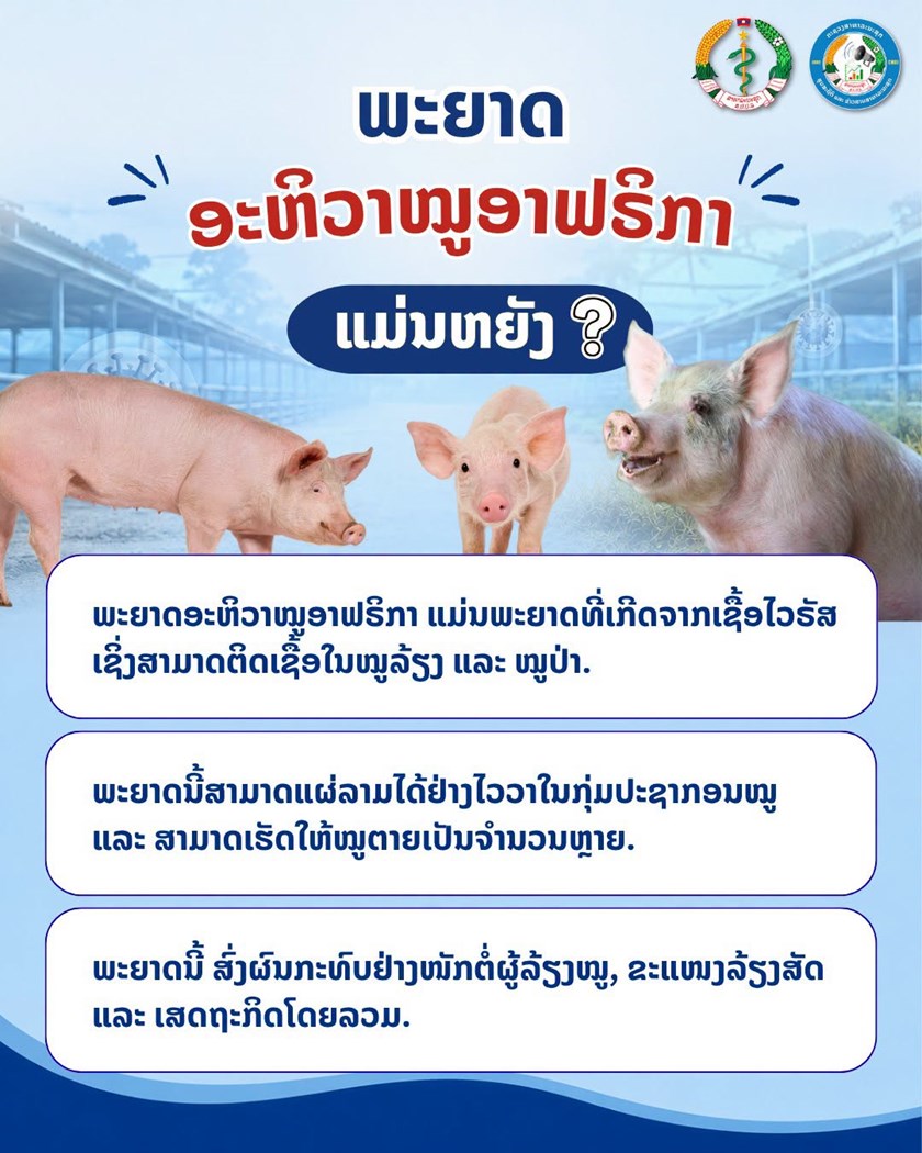 ພ້ອມກັນເພີ່ມທະວີເຝົ້າລະວັງ ສະກັດກັ້ນ ພະຍາດອະຫິວາໝູອາຟຣິກກາ