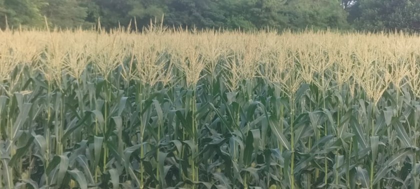 ຄໍາມ່ວນ ເກັບກ່ຽວພຶດສໍາຮອງລະດູແລ້ງໄດ້ແລ້ວ 64.21%