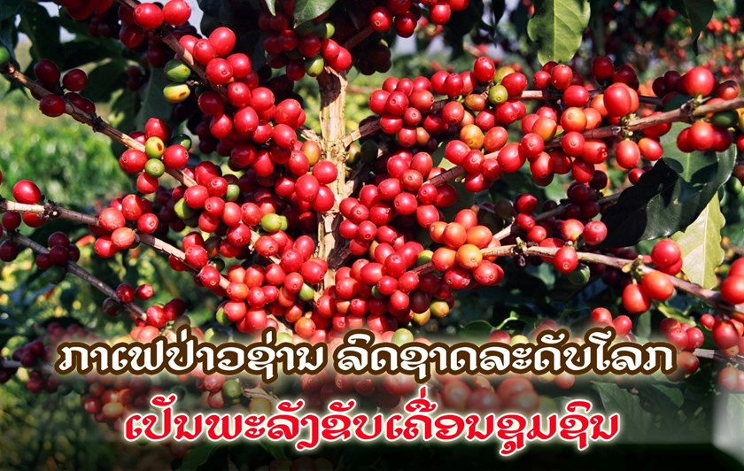 ກາເຟປ່າວຊ່ານ ລົດຊາດລະດັບໂລກ ເປັນພະລັງຂັບເຄື່ອນຊຸມຊົນ