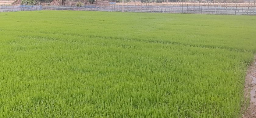 ການຜະລິດເຂົ້ານາປີ 2024 ທົ່ວແຂວງຄໍາມ່ວນມີແຜນການ 91.272 ເຮັກຕາ