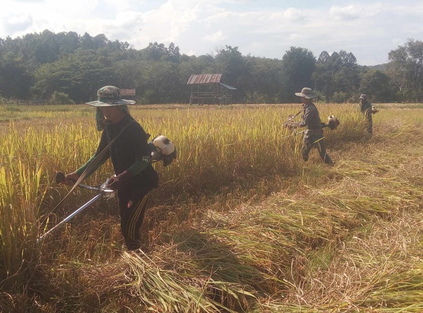 ການເກັບກູ້ເຂົ້ານາປີຂອງຊາວກະສິກອນເມືອງເງິນ ສຳເລັດ  50% 