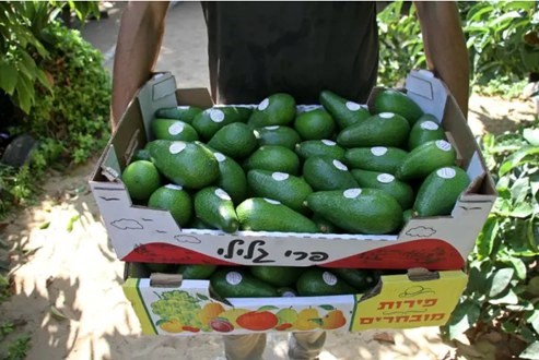 ມຽນມາ ເລັ່ງສົ່ງອອກອະໂວກາໂດ