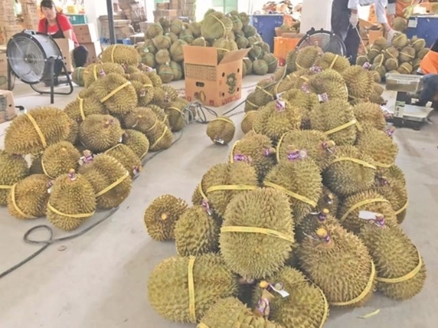 ໝາກໄມ້ລົດຊາດຫວານຊື່ນຈາກປະເທດໄທເຂົ້າສູ່ ແຂວງຢູນນານ