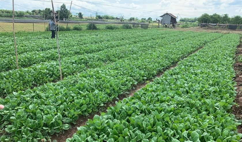 ຮູ້ບໍ່ວ່າ “ລັດ ມີນະໂຍບາຍທີ່ດິນ ສຳລັບການປູກພືດ”?