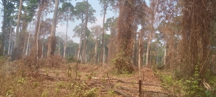 ກົມປ່າໄມ້ຈະສືບຕໍ່ພັດທະນາປ່າໄມ້ ຂັ້ນບ້ານ