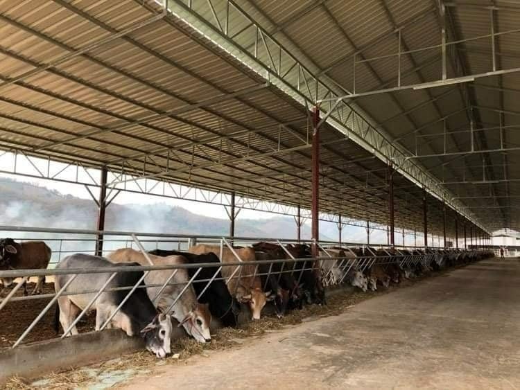 ສົ່ງເສີມການລ້ຽງສັດ ແລະ ສັດນໍ້າ ແມ່ນໜຶ່ງນະໂຍບາຍແຫ່ງຊາດ ທີ່ສຳຄັນ