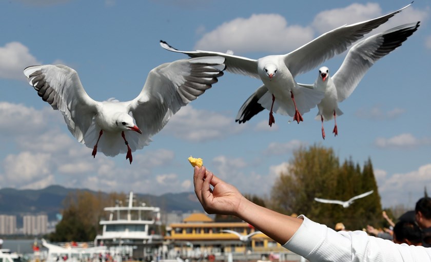 ມາຊົມນົກນາງນວນຢູ່ນະຄອນຄຸນໝິງ