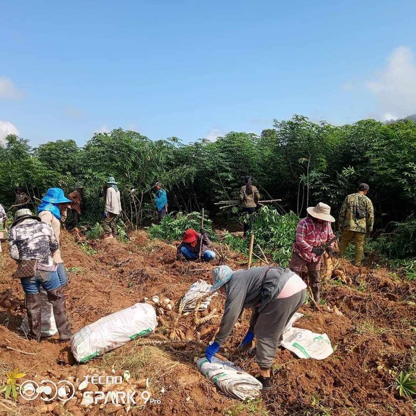 ເມືອງພຽງເກັບກູ້ຜົນຜະລິດພືດລະດູຝົນສຳເລັດ 3,70ກວ່າສ່ວນຮ້ອຍ