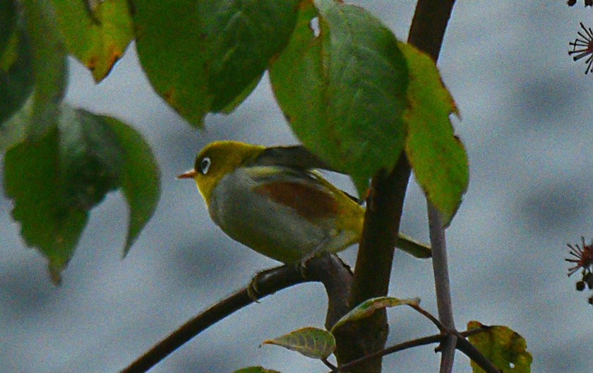 ໃນເຂດສະຫງວນທໍາມະຊາດພູຕ້າປາວຊານແຂວງຢູນນານ ພົບນົກແວ່ນຕາຂາວ ສີຂ້າງແດງເປັນຄັ້ງທໍາອິດ