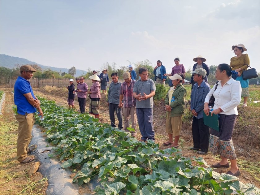 ຊາວກະສິກອນເມືອງພີນ ທັດສະນະສຶກສາການປູກໝາກແຕງແຄນຕາລູກ