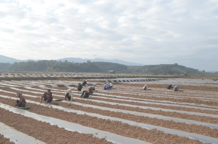 ປີ 2023 ເສດຖະກິດ-ສັງຄົມເມືອງຊຽງຮອນຂະຫຍາຍຕົວດີຂຶ້ນ