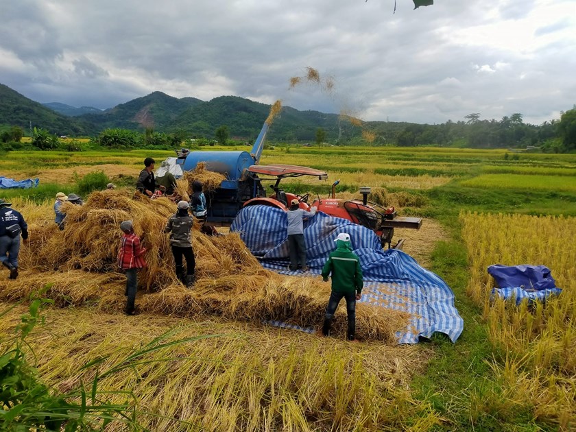 ຊາວກະສິກອນເມືອງຫົງສາ ເກັບກ່ຽວເຂົ້ານາປີສຳເລັດແລ້ວ 53%