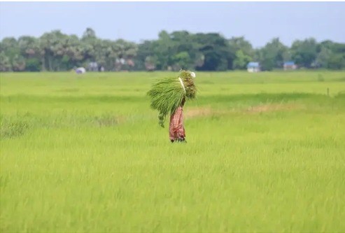 ມຽນມາ ສ້າງລາຍໄດ້ຈາກການສົ່ງອອກສິນຄ້າການກະເສດເຖິງ 1,8 ພັນລ້ານໂດລາ