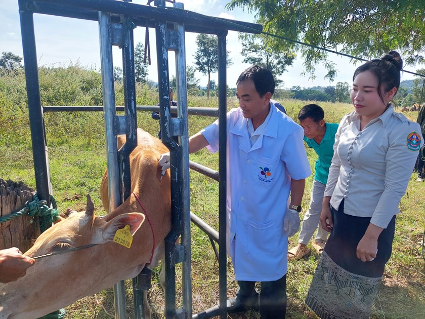 ຫ້ອງການກະສິກໍາ-ປ່າໄມ້ ເມືອງພີນ ຈັດພິທີສັກຢາປ້ອງກັນພະຍາດສັດ