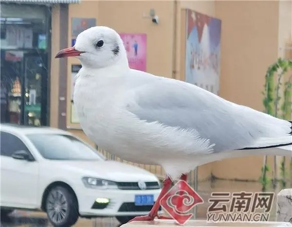 ແຂວງຢູນານ ວາງແຜນກໍານົດເສັ້ນທາງສໍາຄັນ 10 ສາຍໃຫ້ແກ່ນົກອົບພະຍົບ